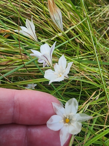 Triteleia peduncularis