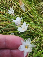 Triteleia peduncularis