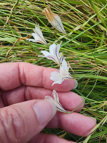 Triteleia peduncularis, photograph 2