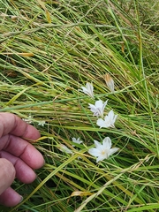 (c) Rupert Clayton, some rights reserved (CC BY) Triteleia peduncularis, photograph (c) Rupert Clayton, some rights reserved (CC BY)