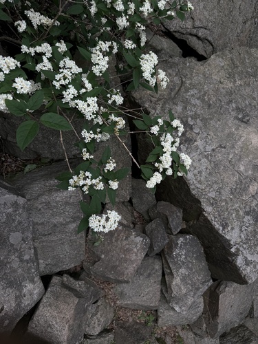 Deutzia parviflora, photograph 3