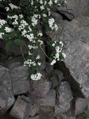 Deutzia parviflora, photograph (c) Jane Charlen, some rights reserved (CC BY)