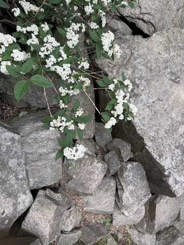 Deutzia parviflora, photograph 4