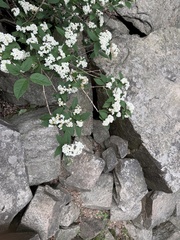 Deutzia parviflora, photograph (c) Jane Charlen, some rights reserved (CC BY)
