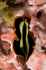 Pseudoceros dimidiatus