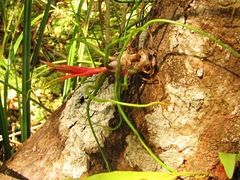 Tillandsia bulbosa