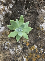 Dudleya greenei