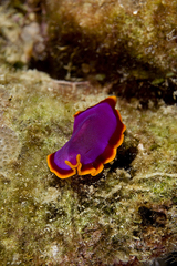 Pseudoceros ferrugineus