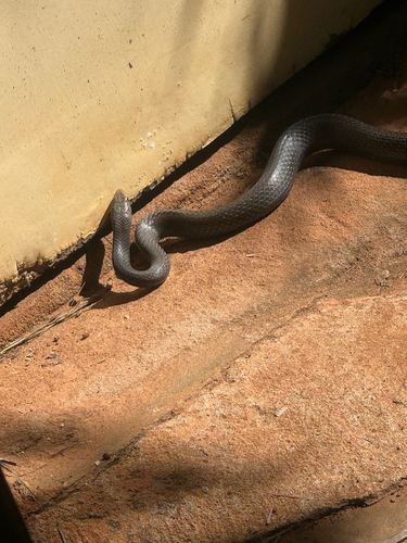Greater Black Whipsnake