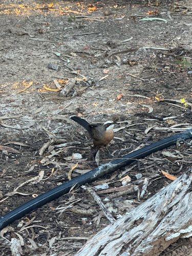 Gray-crowned Babbler