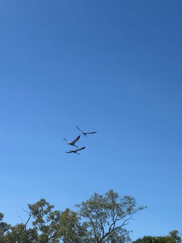 Brolga