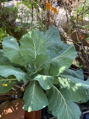 Brassica oleracea viridis