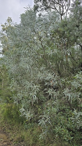 Acacia binervia, photograph 5