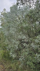 Acacia binervia, photograph (c) Petra Holland, some rights reserved (CC BY)