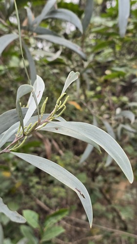 Acacia binervia, photograph 4
