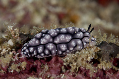 Phyllidiopsis krempfi