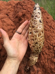 Podaxis beringamensis