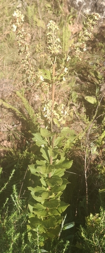 Coleus calycinus observed 2026-05-15