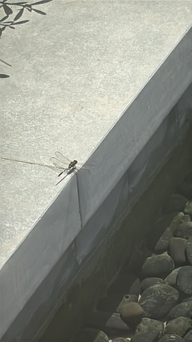 Slender Skimmer