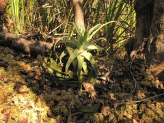 Tillandsia streptophylla