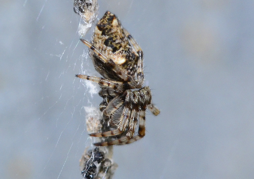 Oculate Garbage-line Web Spider