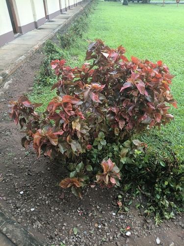 Copperleaf