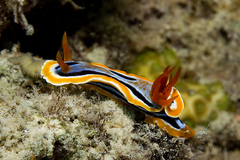 Chromodoris annae