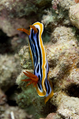 Chromodoris annae
