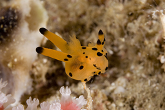 Thecacera