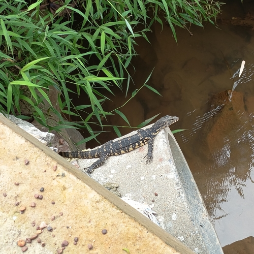 Sri Lankan Water Monitor