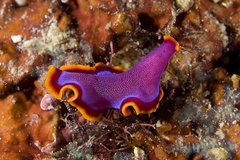 Pseudoceros ferrugineus