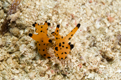 Thecacera