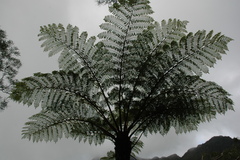 Alsophila celsa