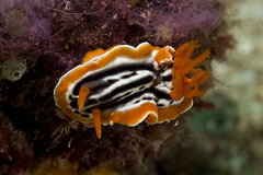 Chromodoris colemani