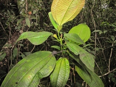 Miconia tococa