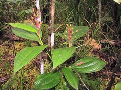 Miconia tococa