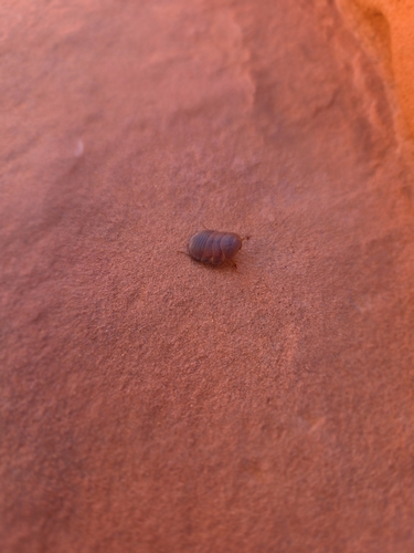 Hairy Desert Cockroach