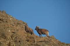 Snow Sheep photo 5
