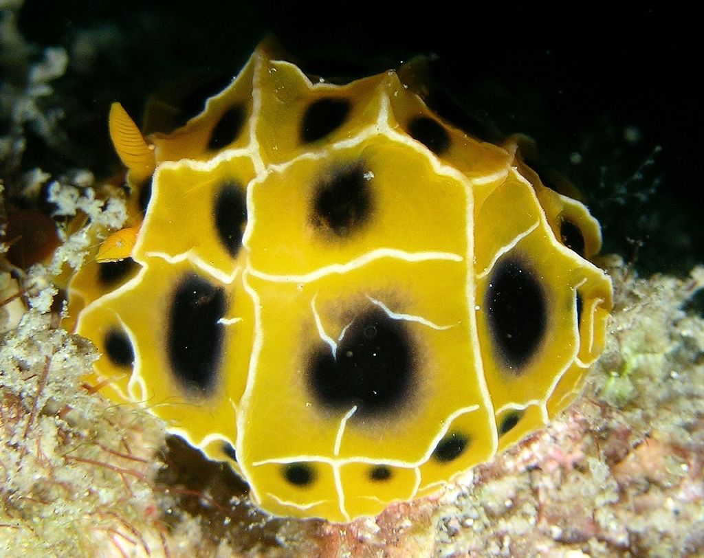 Goldilocks Waffle Wart Slug