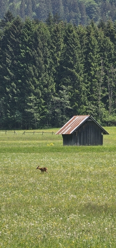 Western Roe Deer