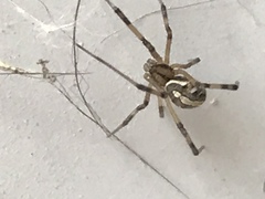 Latrodectus hesperus