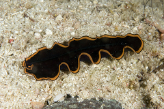 Pseudobiceros splendidus