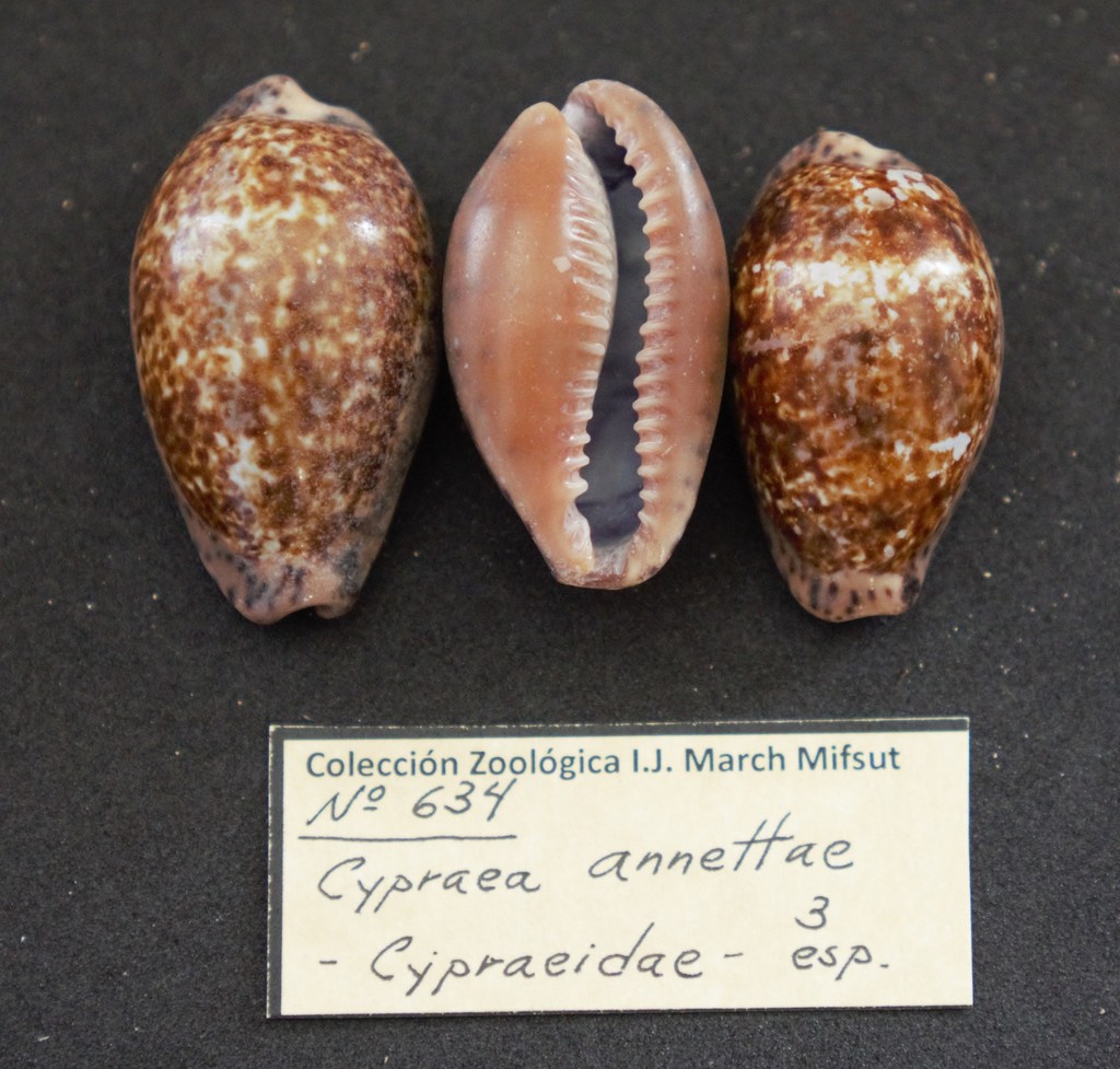 Annette's cowrie