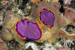 Pseudoceros ferrugineus