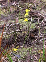 Utricularia juncea