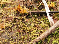Utricularia juncea