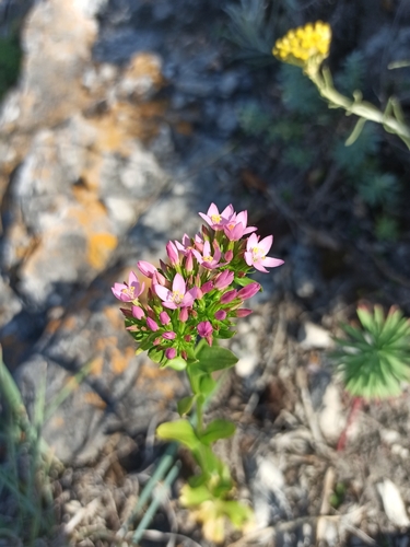 Common centaury