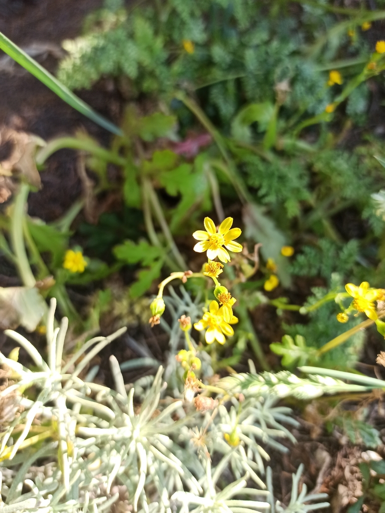 Chamomile-leaved Groundsel