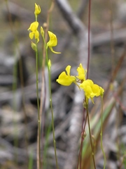 Utricularia juncea