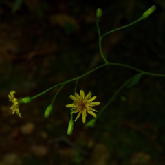 Hieracium paniculatum